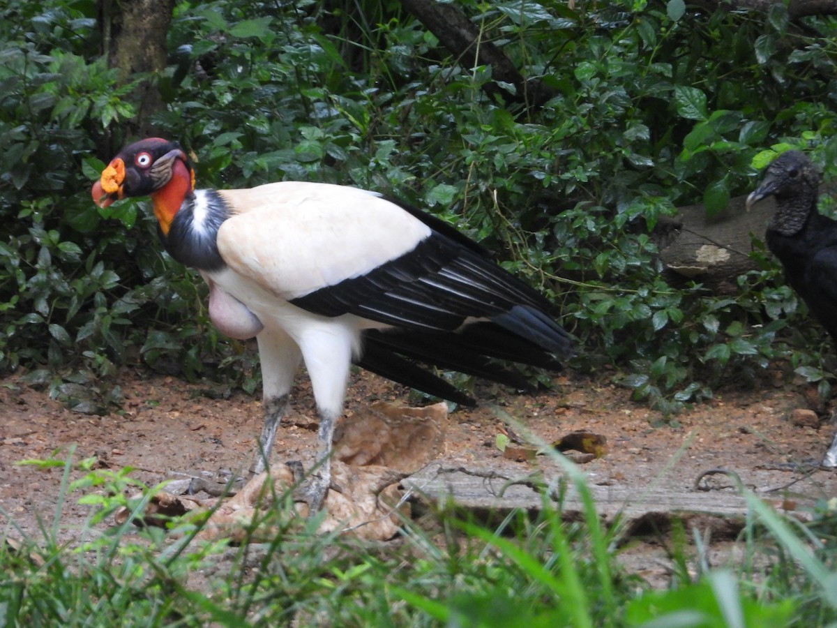 King Vulture - ML640286374