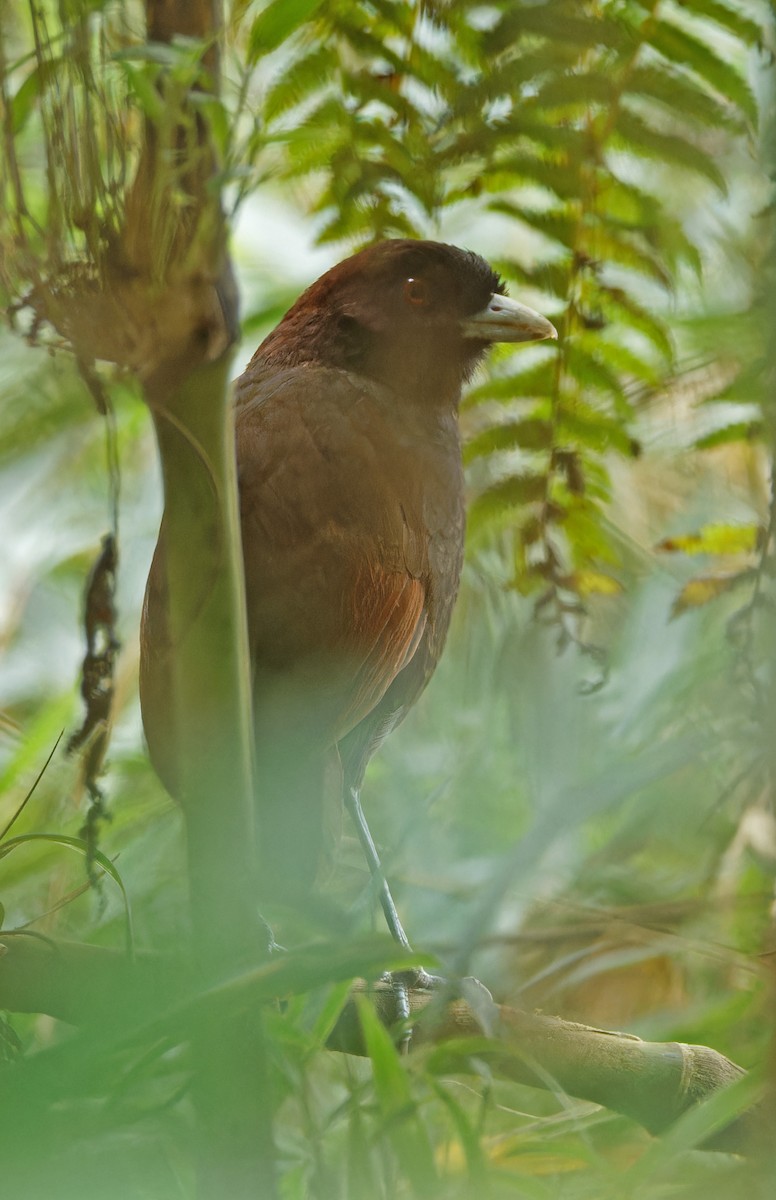 Pale-billed Antpitta - ML640286380