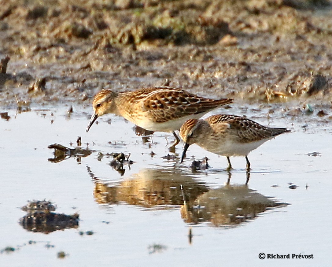 Least Sandpiper - ML640286384