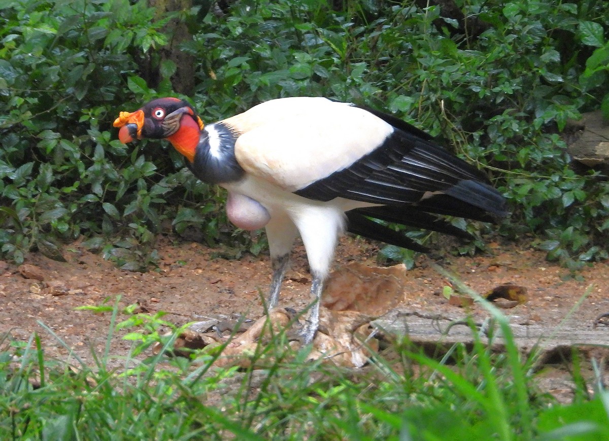 King Vulture - ML640286386