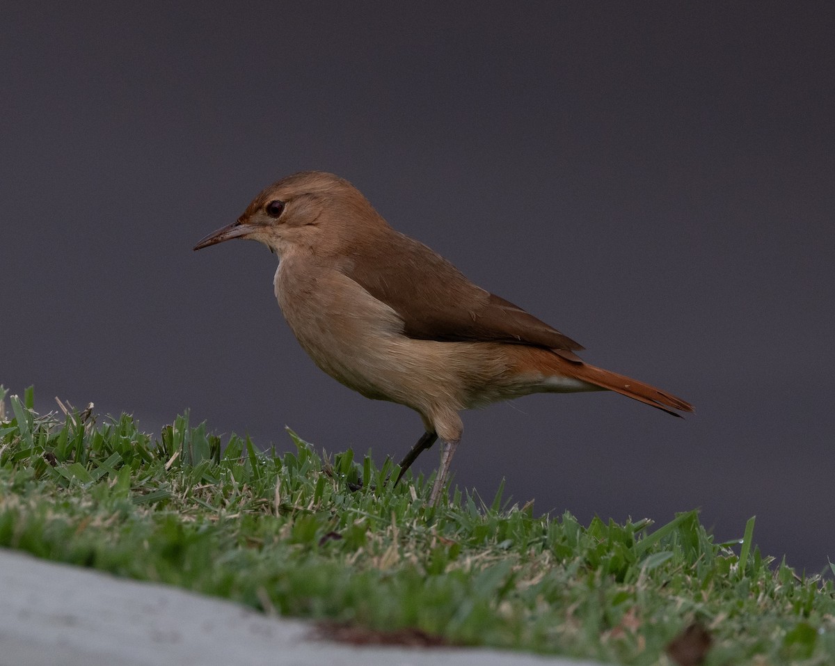 Rufous Hornero - ML640286388