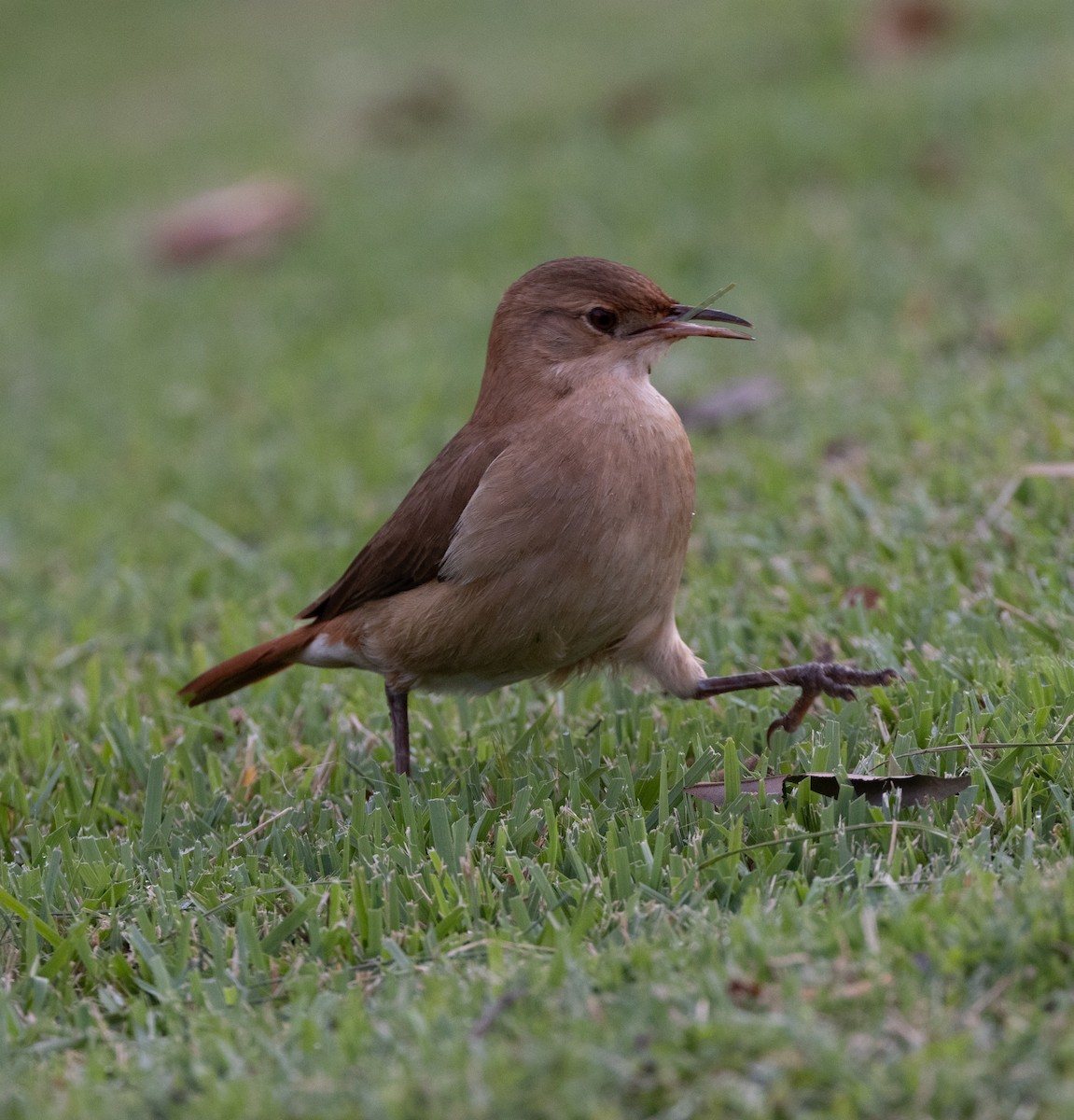 Rufous Hornero - ML640286389