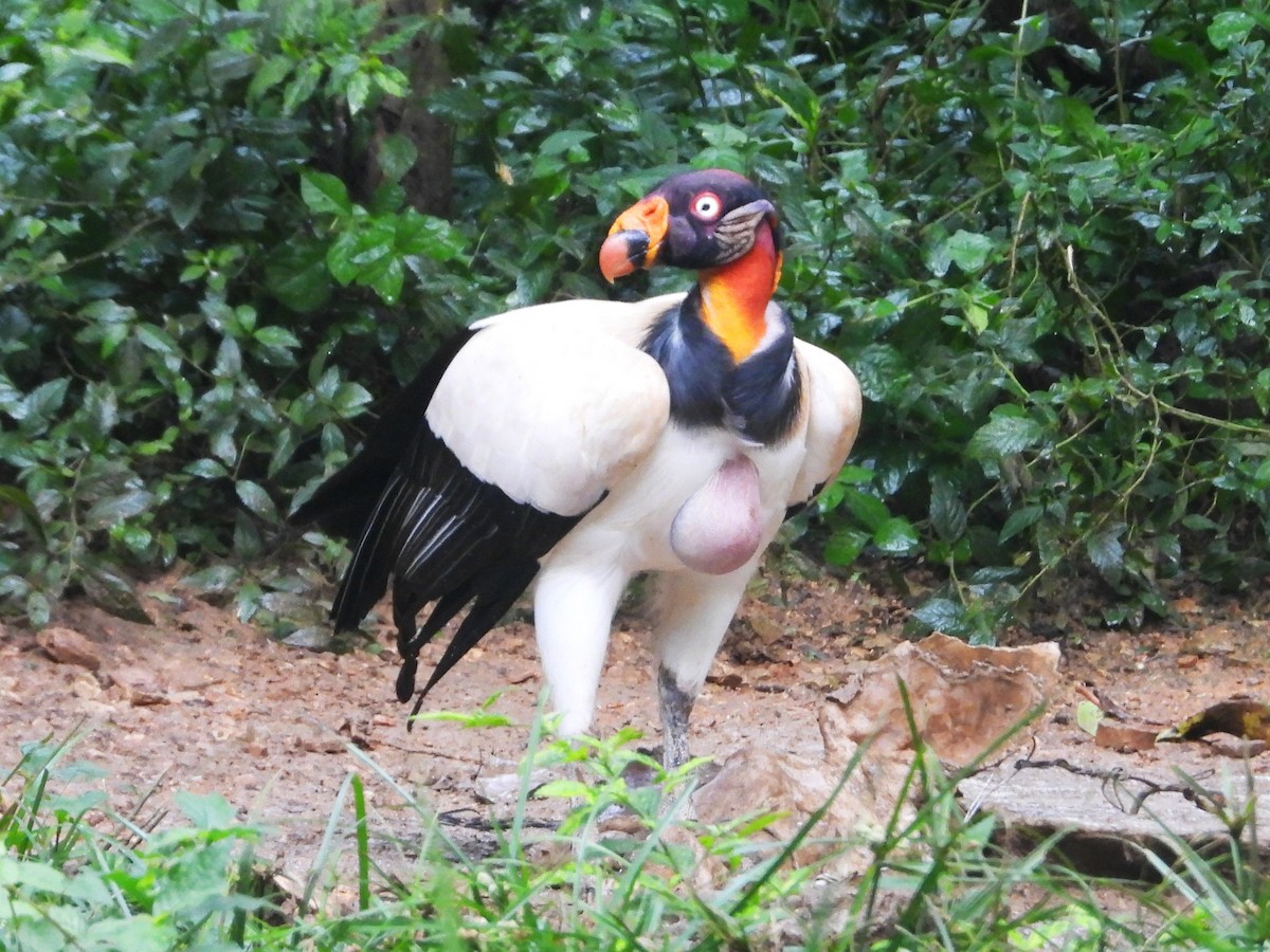 King Vulture - ML640286392