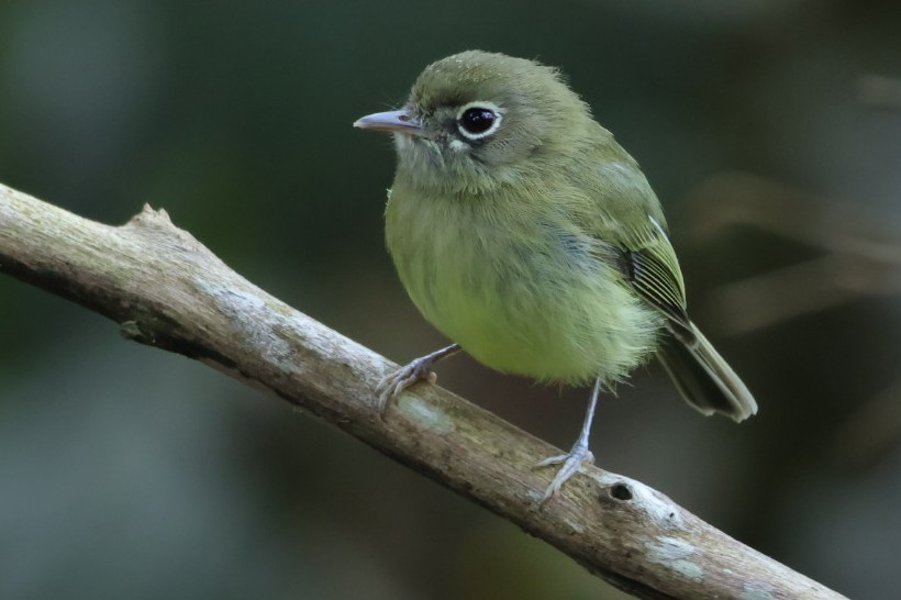 Eye-ringed Tody-Tyrant - ML640286409