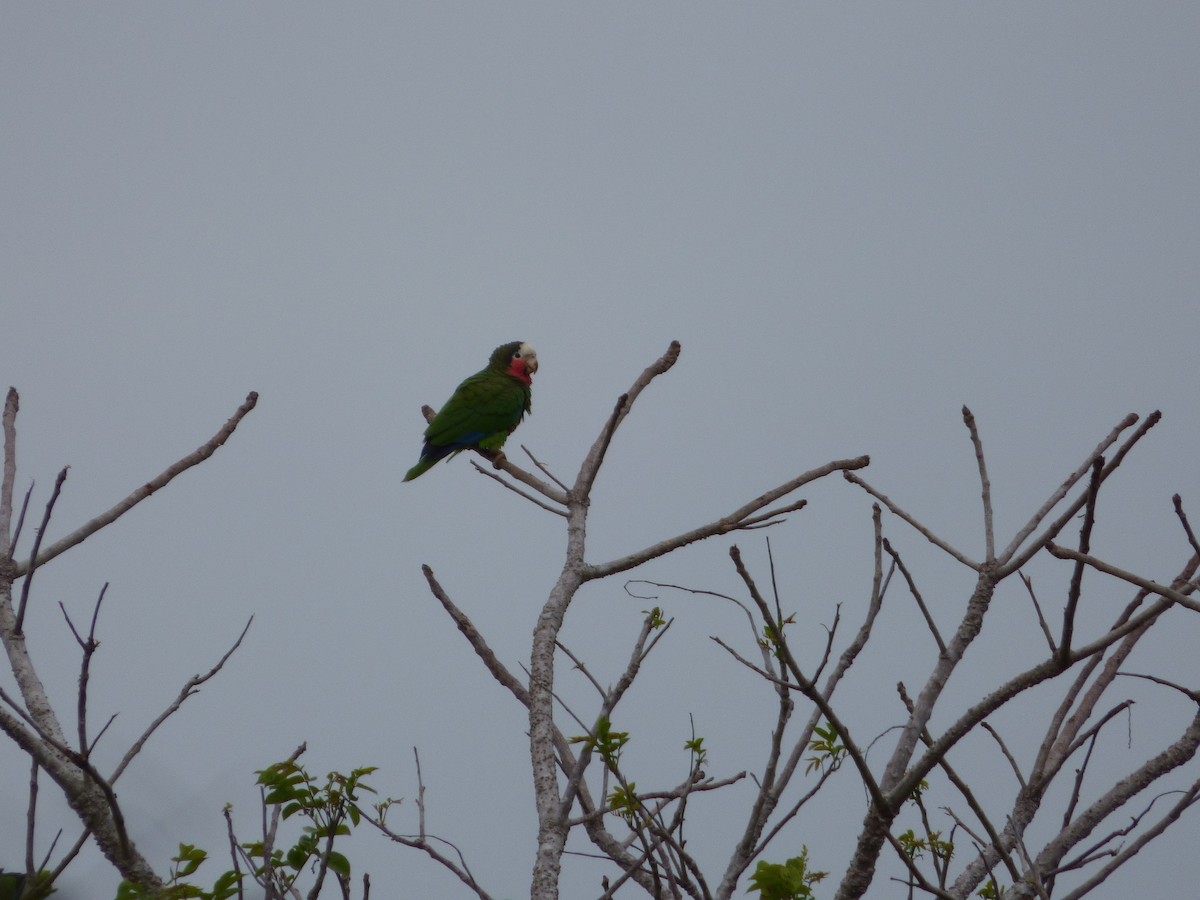 Cuban Parrot - ML64028641