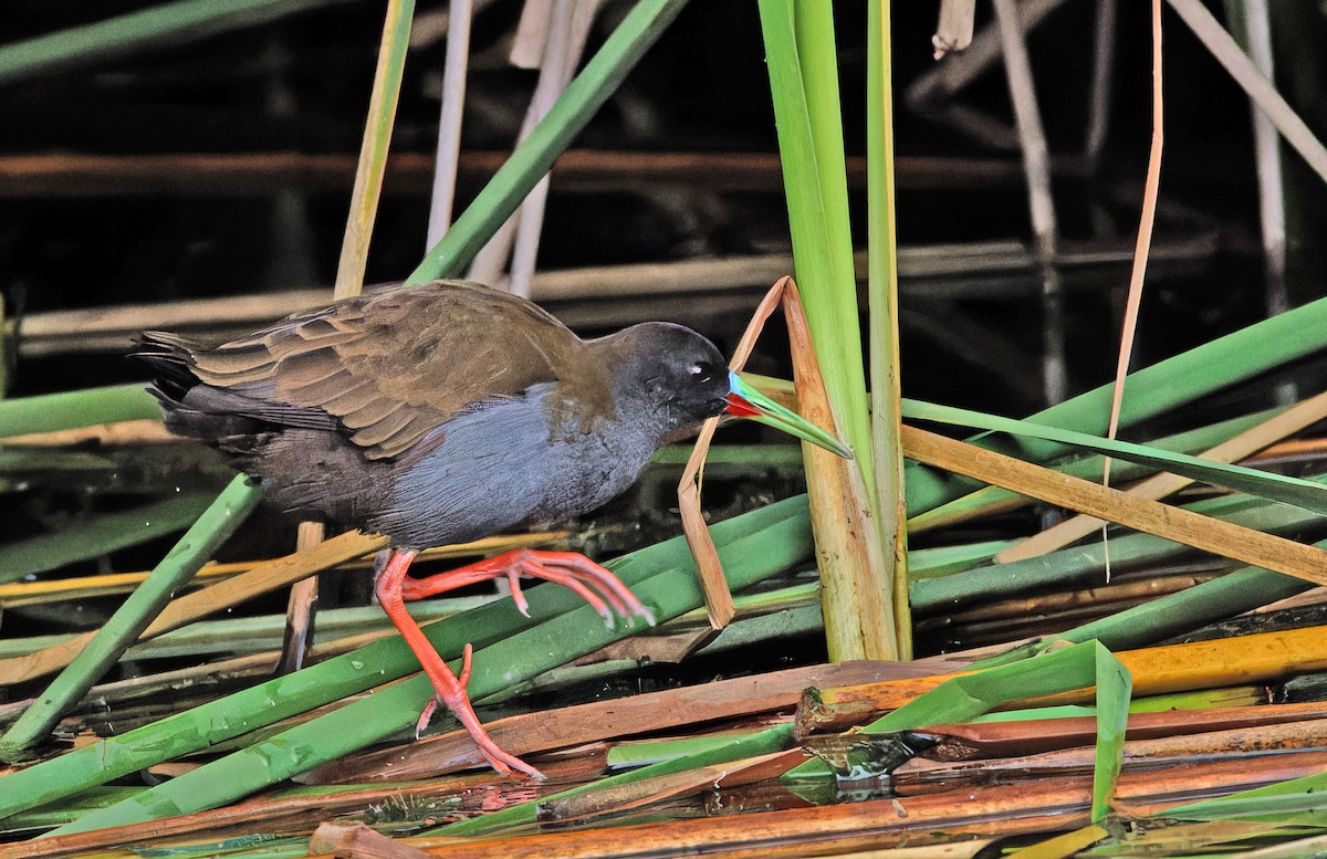 Plumbeous Rail - ML640286420