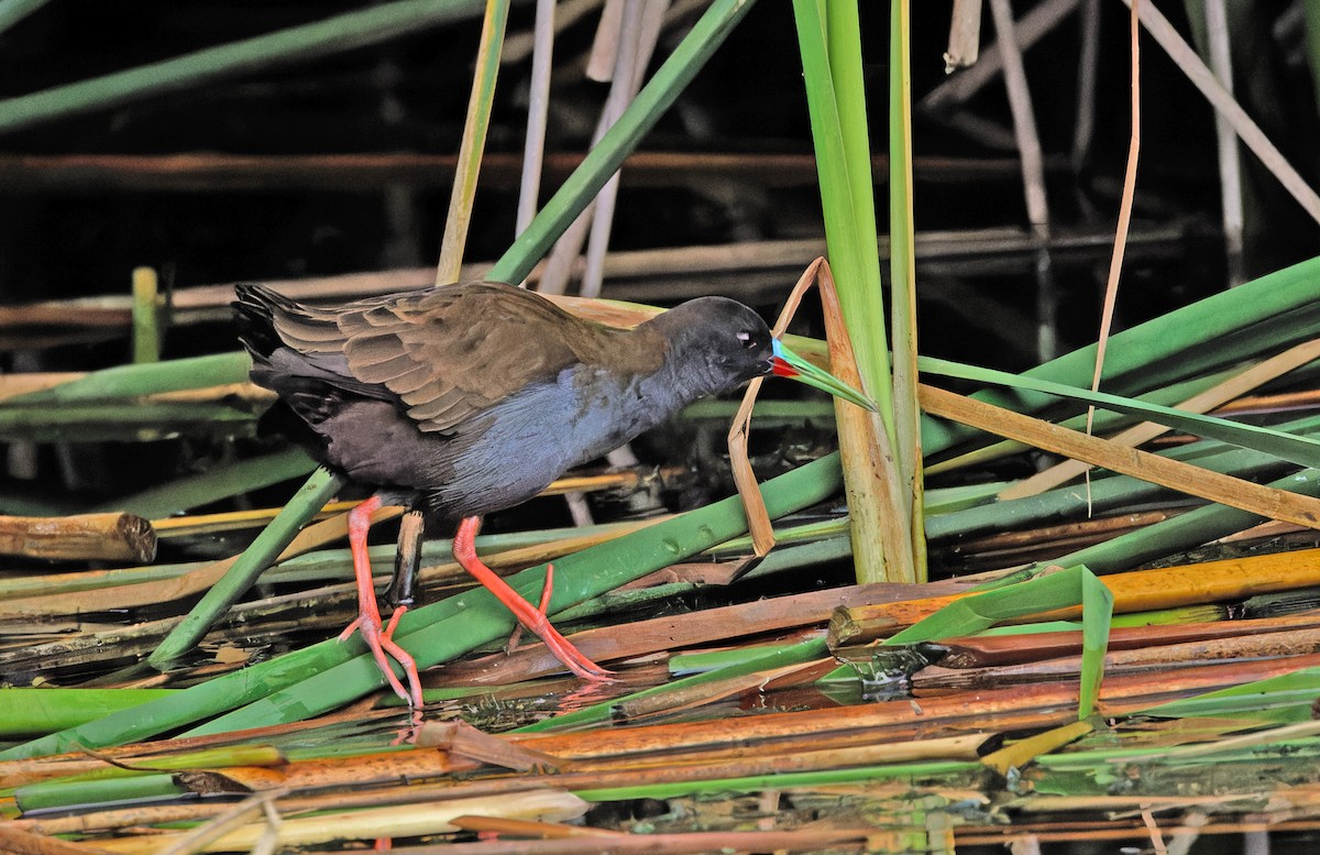 Plumbeous Rail - ML640286421