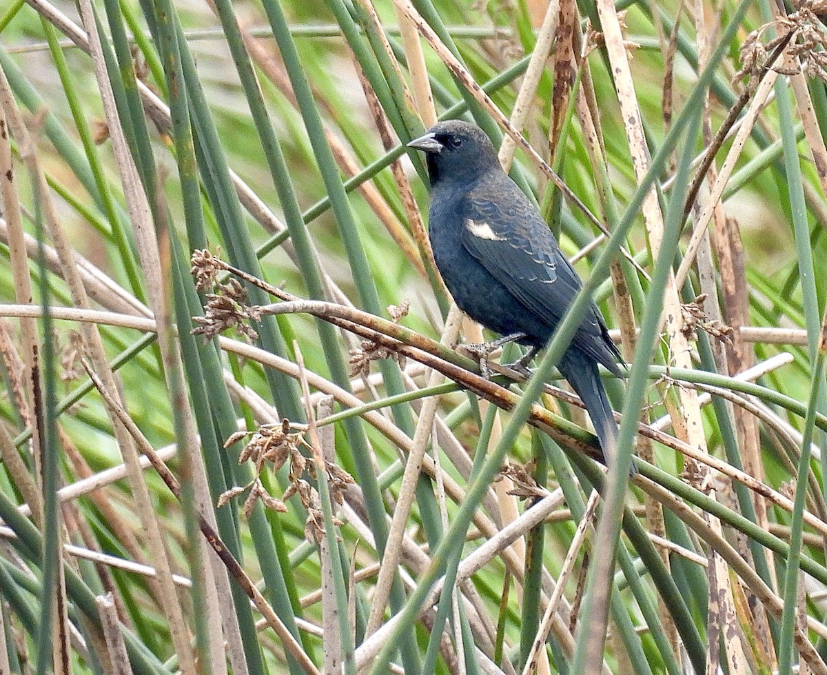 Tricolored Blackbird - ML640286444