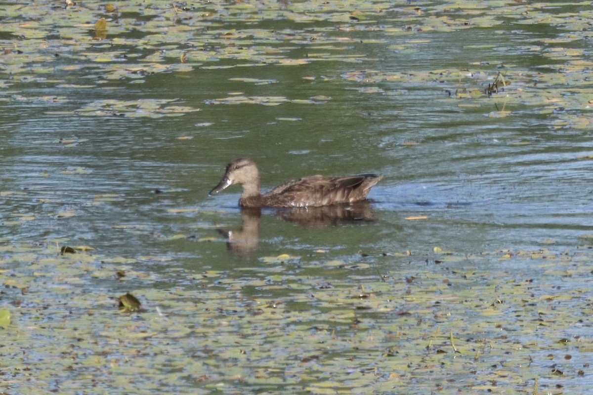 American Black Duck - ML640286475