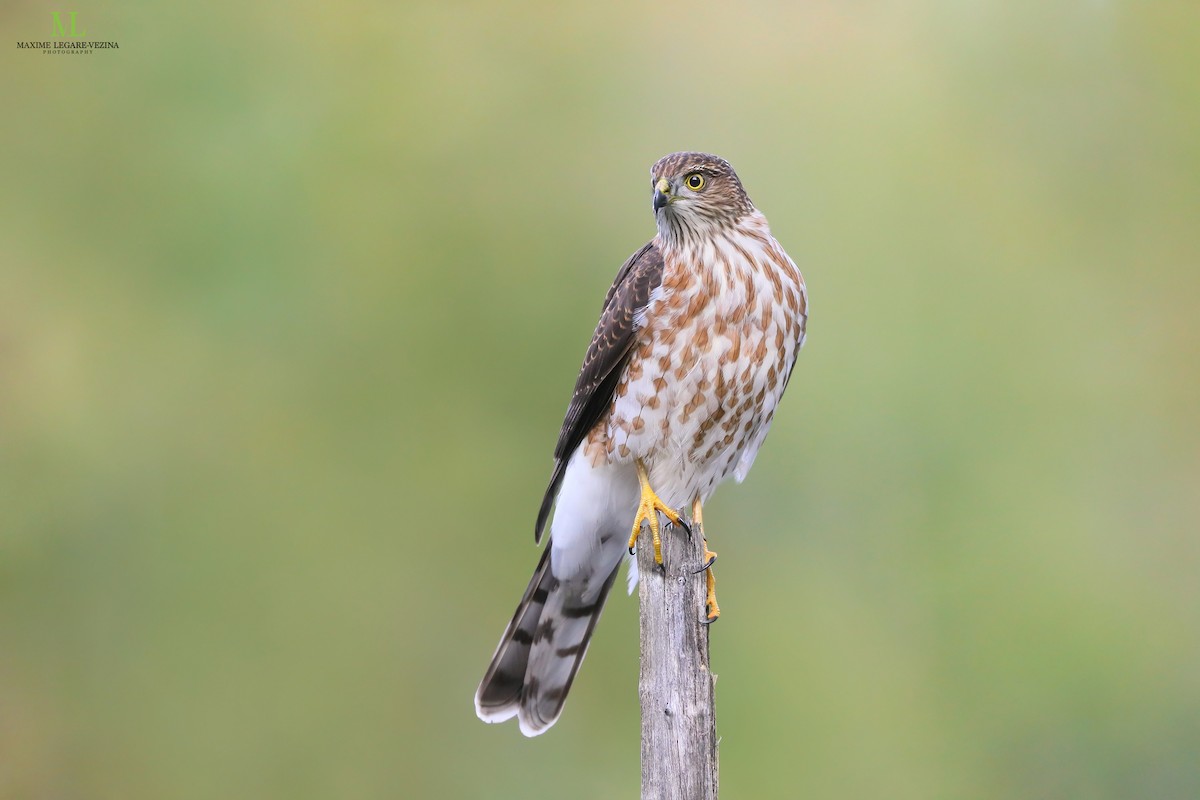 Sharp-shinned Hawk - ML640286490