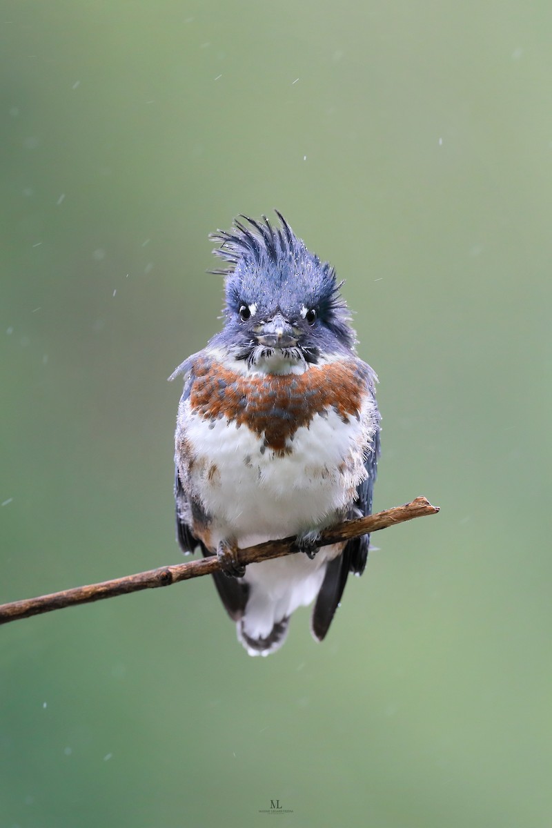 Belted Kingfisher - ML640286498