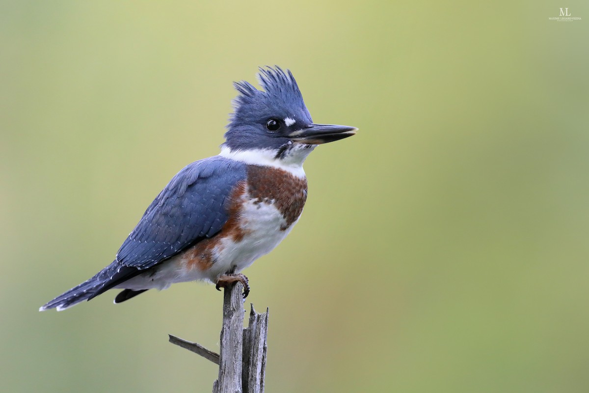 Belted Kingfisher - ML640286499