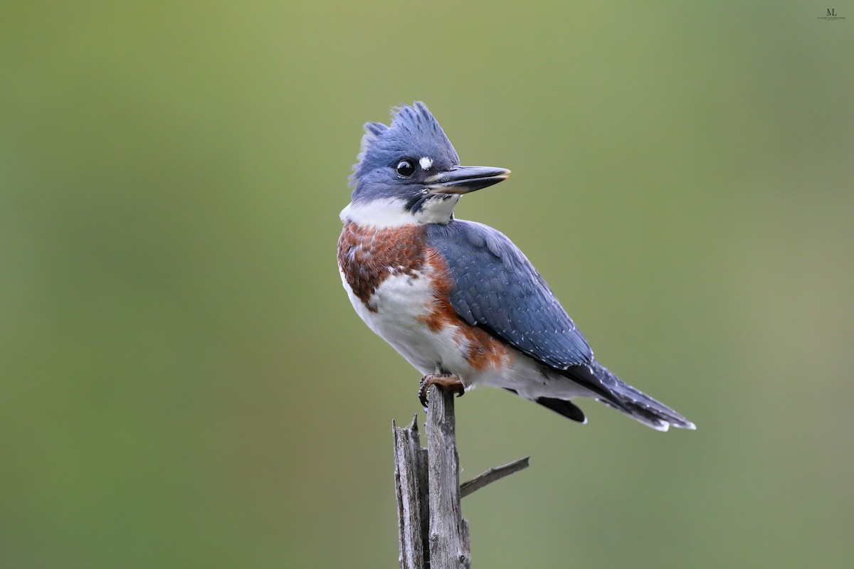 Belted Kingfisher - ML640286500