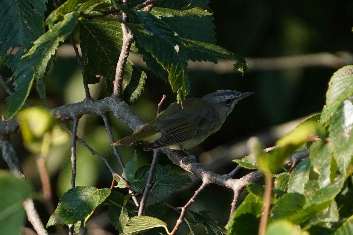 Red-eyed Vireo - ML640286517