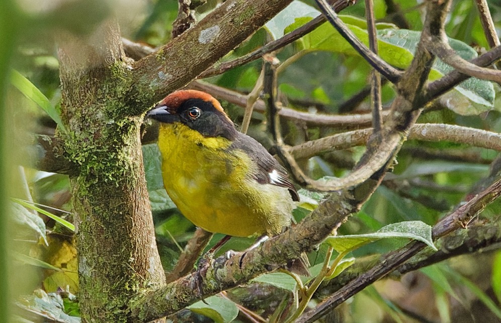 Yellow-breasted Brushfinch - ML640286571