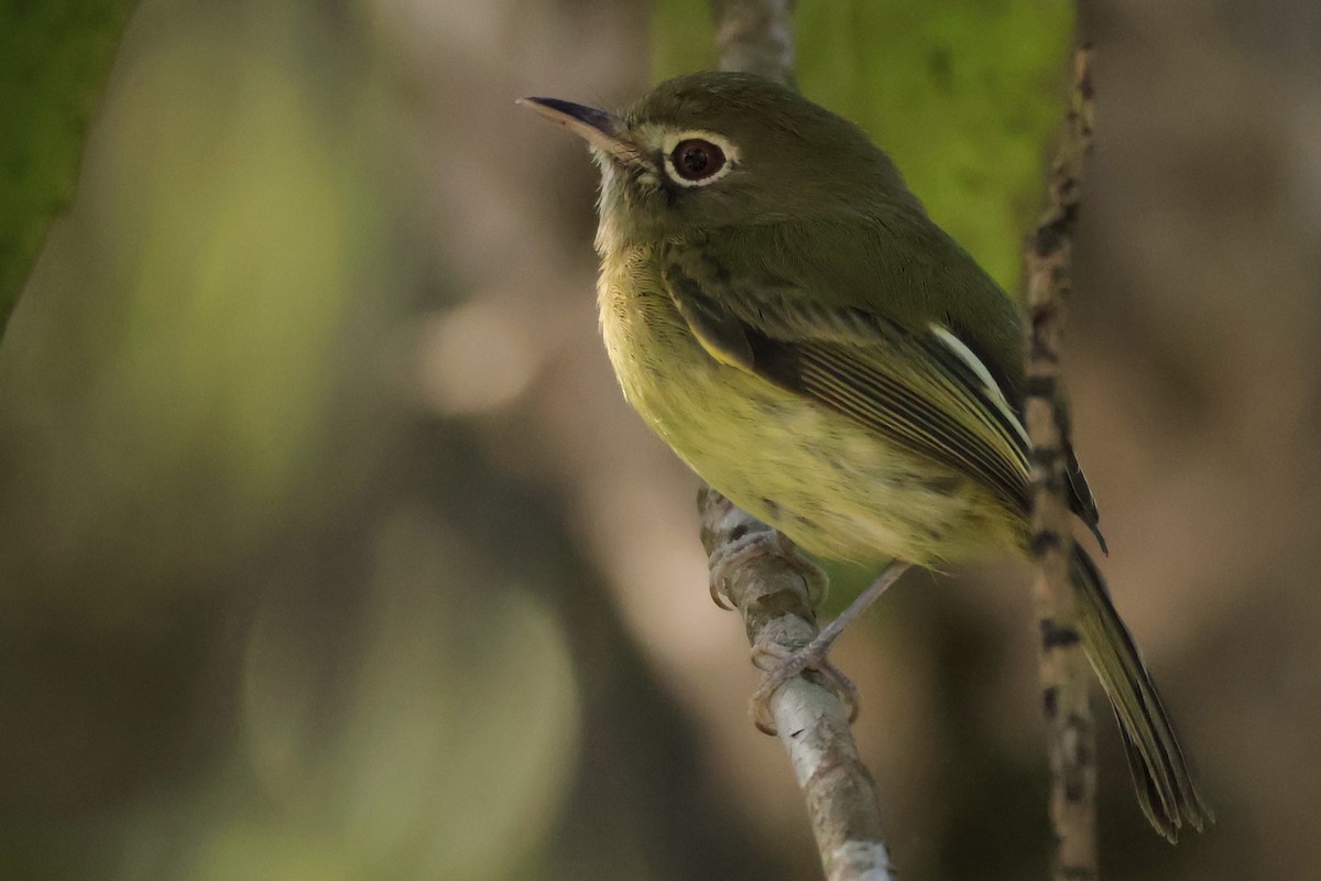 Eye-ringed Tody-Tyrant - ML640286575