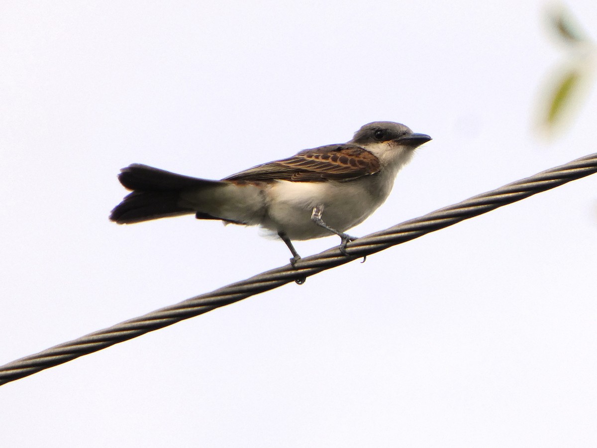 Gray Kingbird - ML640286610