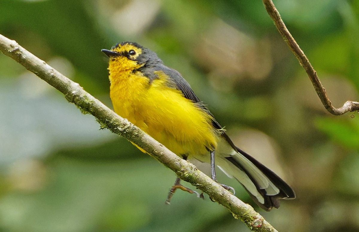 Spectacled Redstart - ML640286641