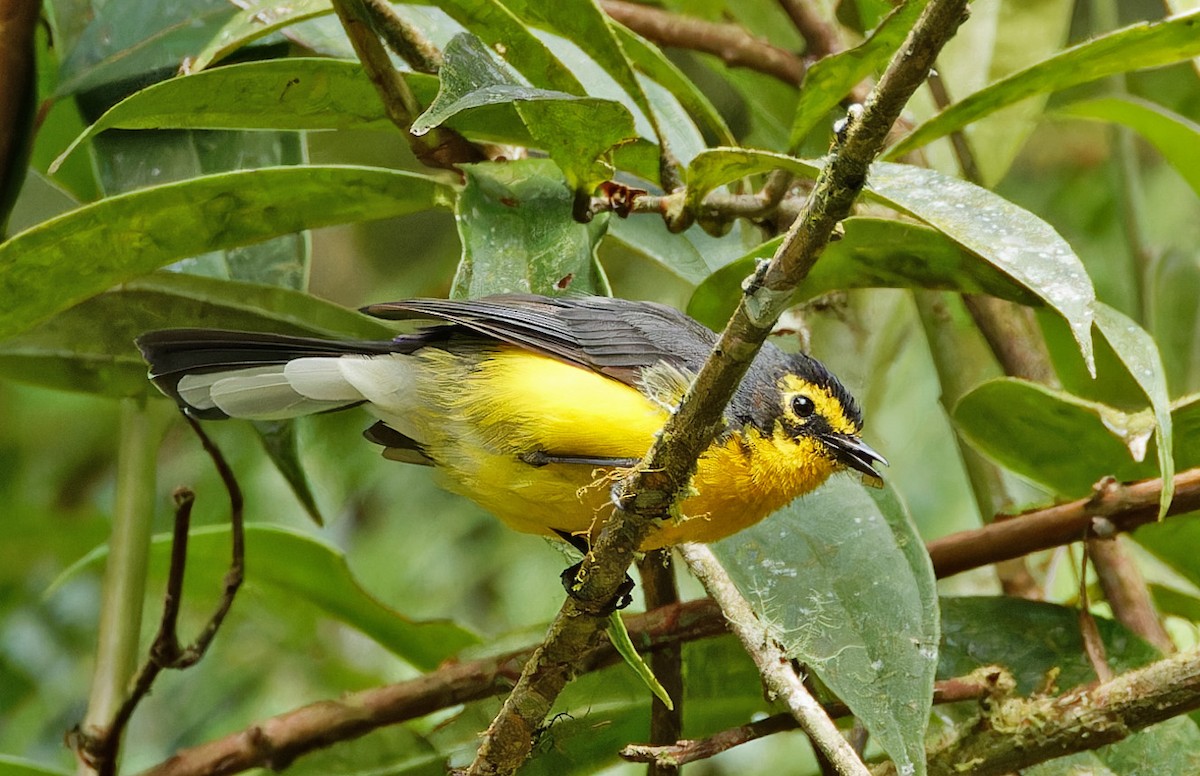 Spectacled Redstart - ML640286642