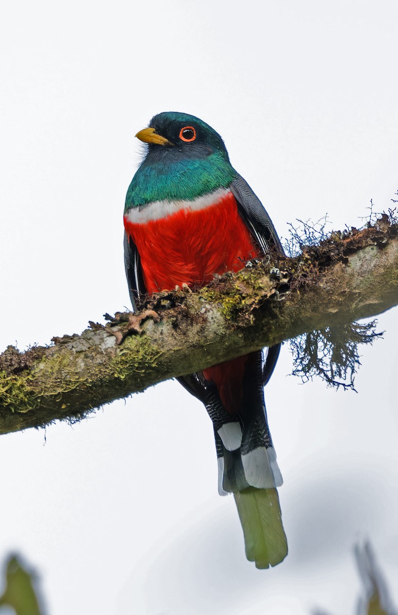 Masked Trogon - ML640286652