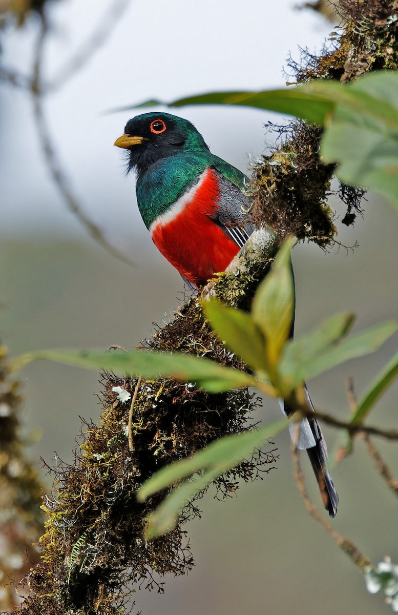 Masked Trogon - ML640286653