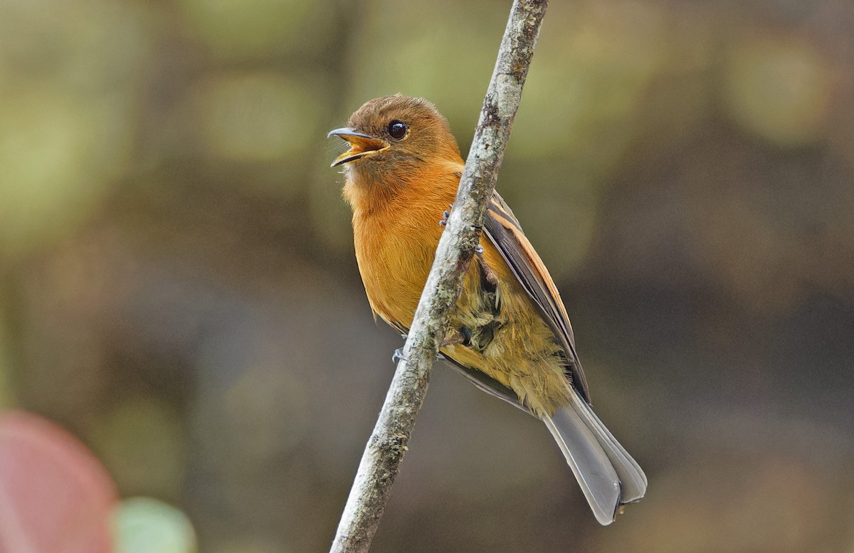 Cinnamon Flycatcher - ML640286690