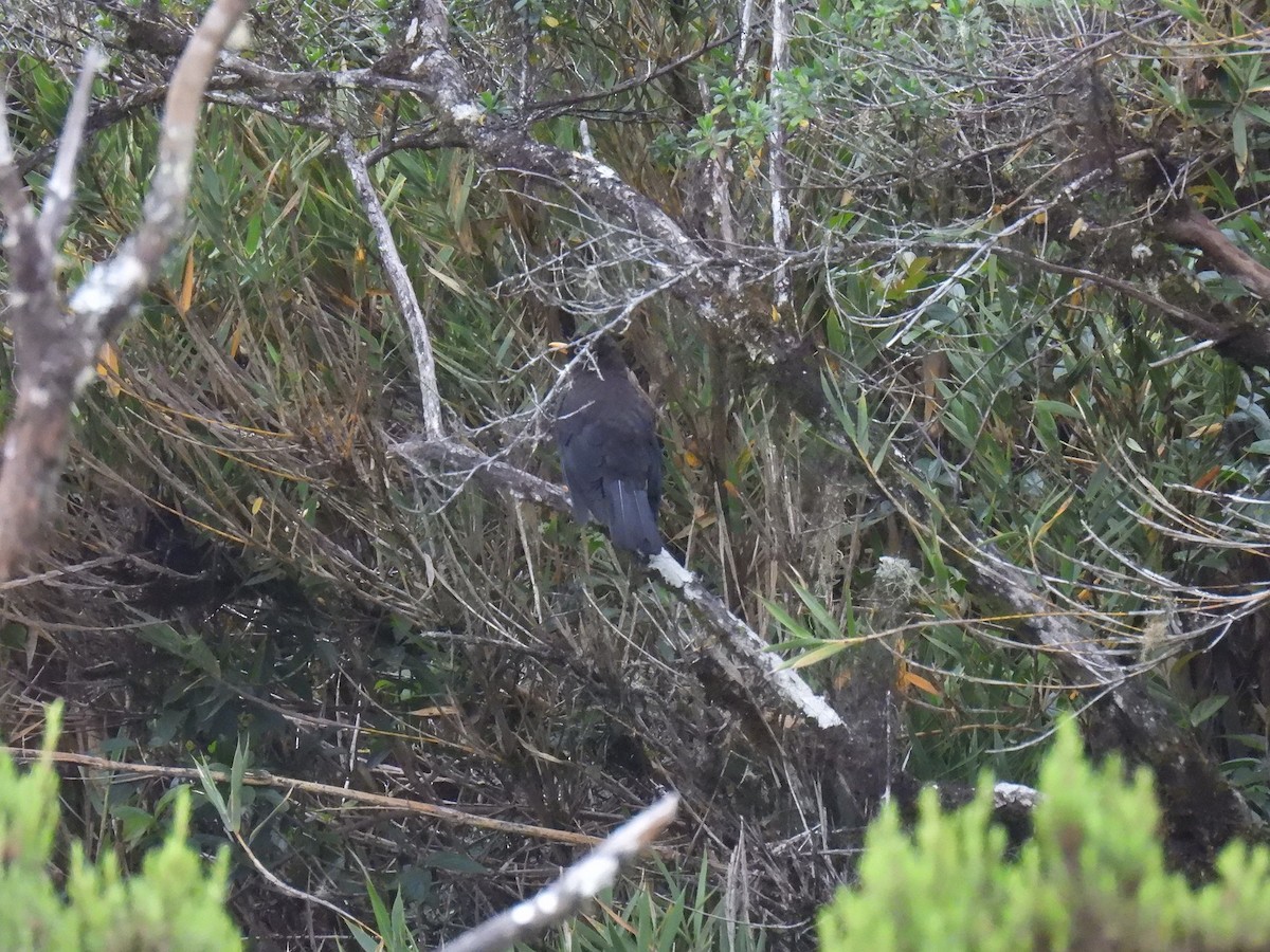 Sooty Thrush - ML640286743