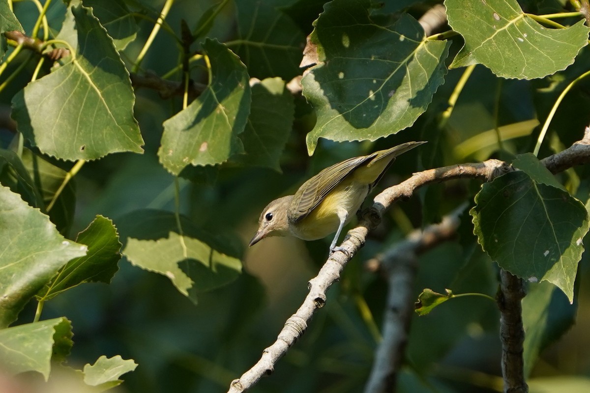 Warbling Vireo - ML640286746