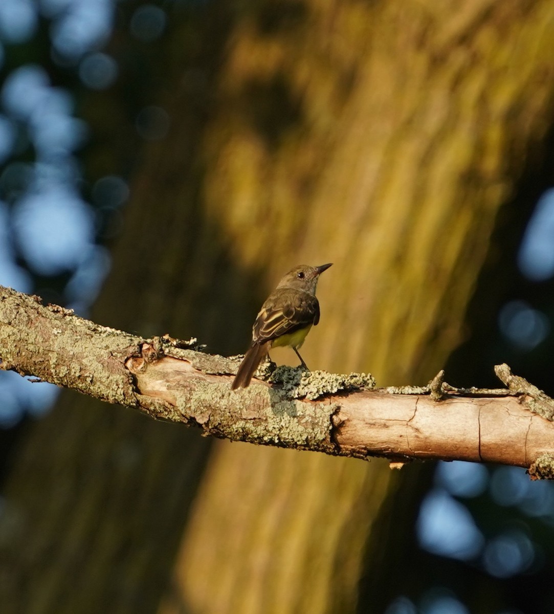 Great Crested Flycatcher - ML640286778