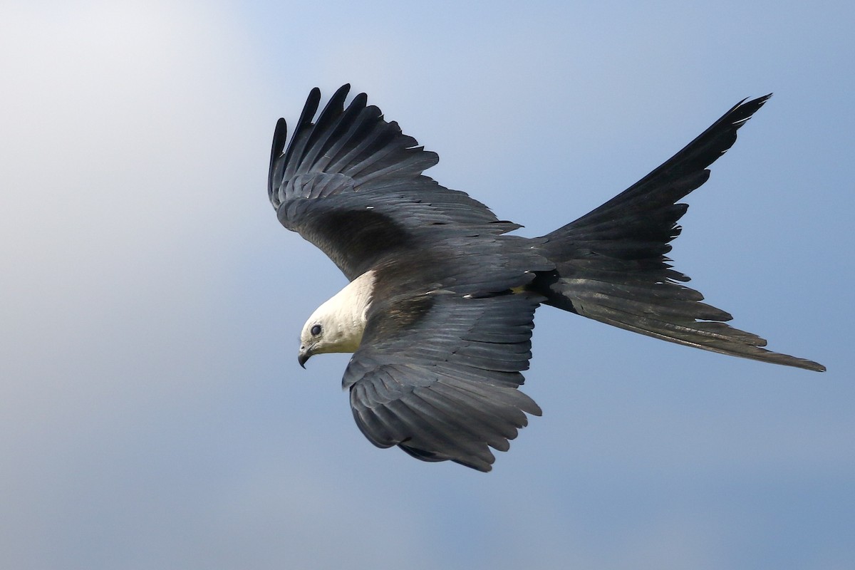 Swallow-tailed Kite - ML640286779