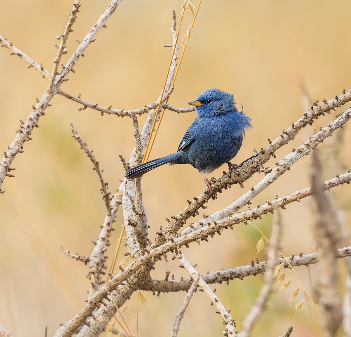 Blue Finch - ML640286831