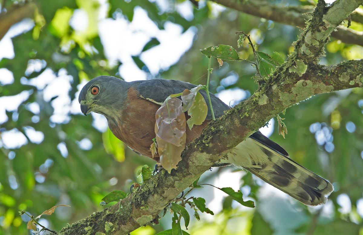 Double-toothed Kite - ML640286842