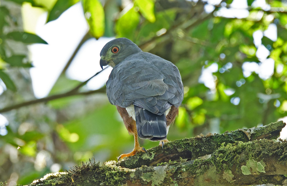 Double-toothed Kite - ML640286843