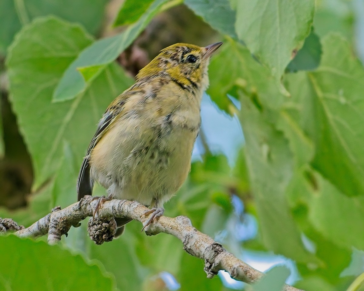 Bay-breasted Warbler - ML640286966
