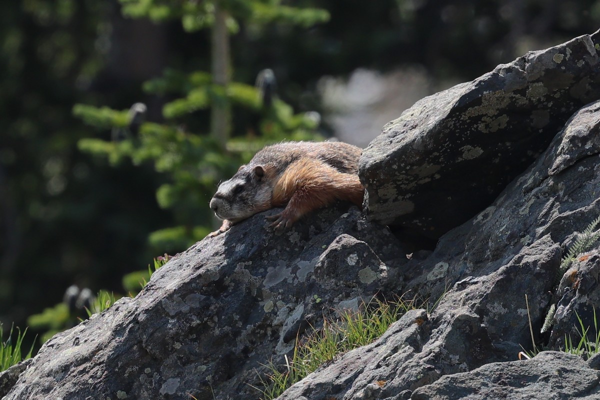 Sarı Karınlı Marmot - ML640286983