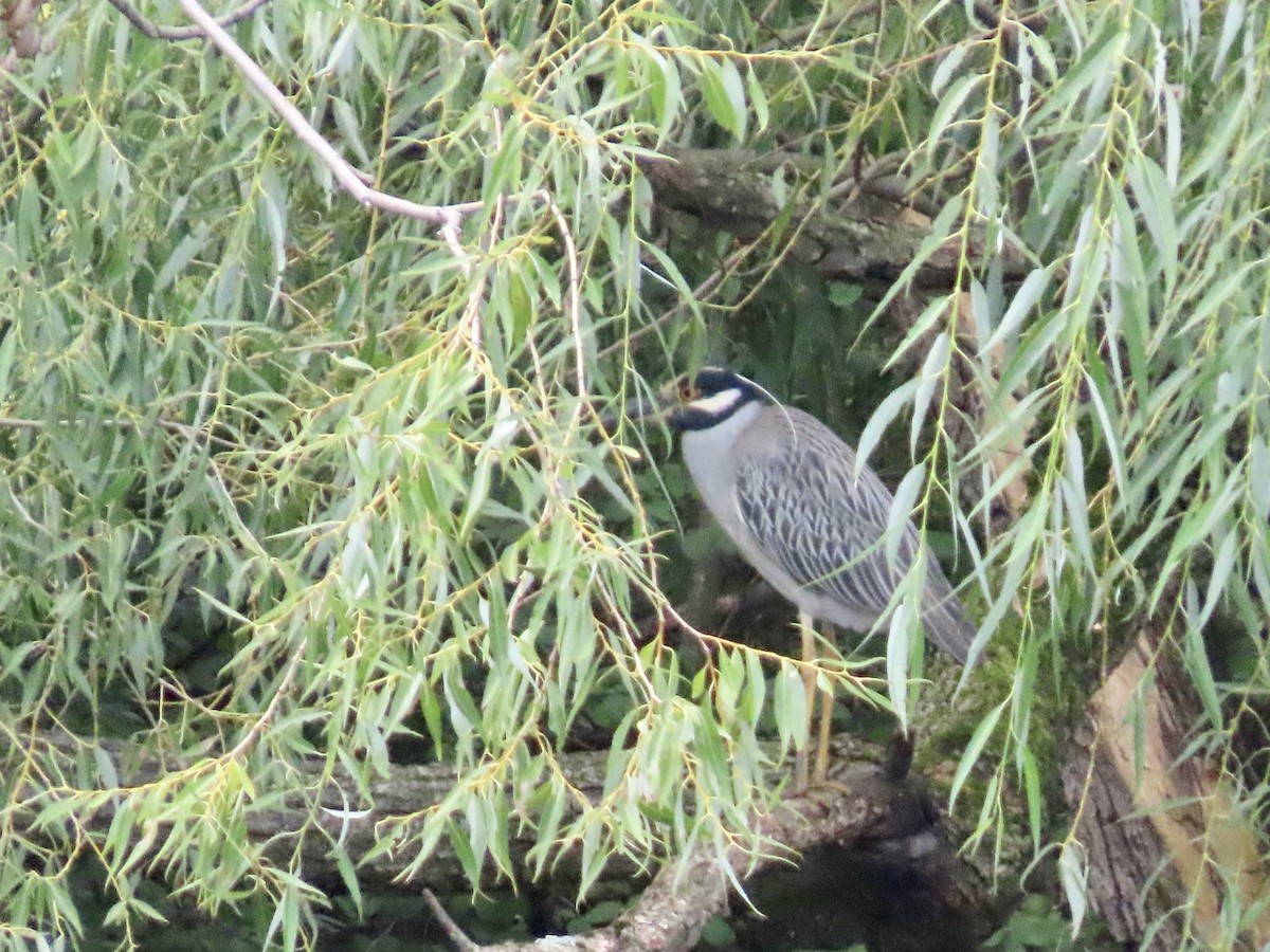 Yellow-crowned Night Heron - ML640286998