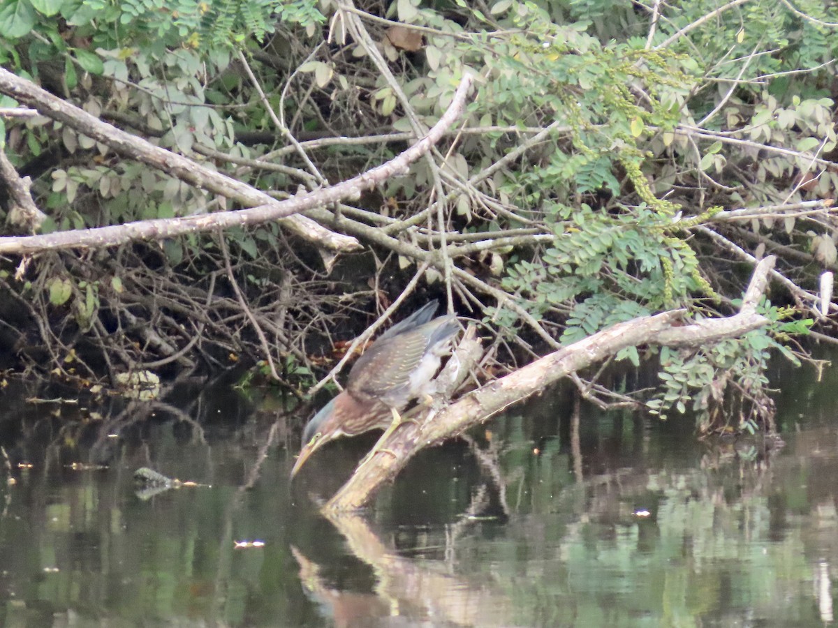 Green Heron - ML640287010