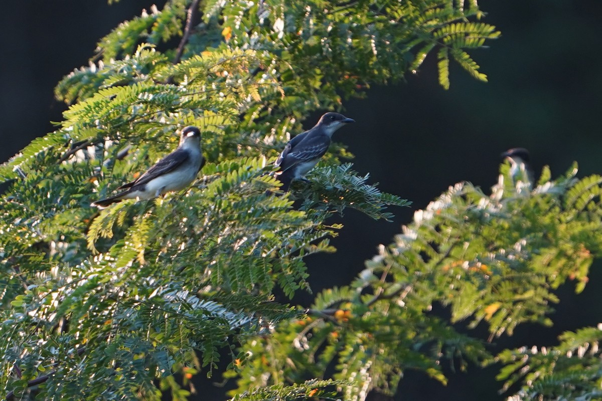 Eastern Kingbird - ML640287053
