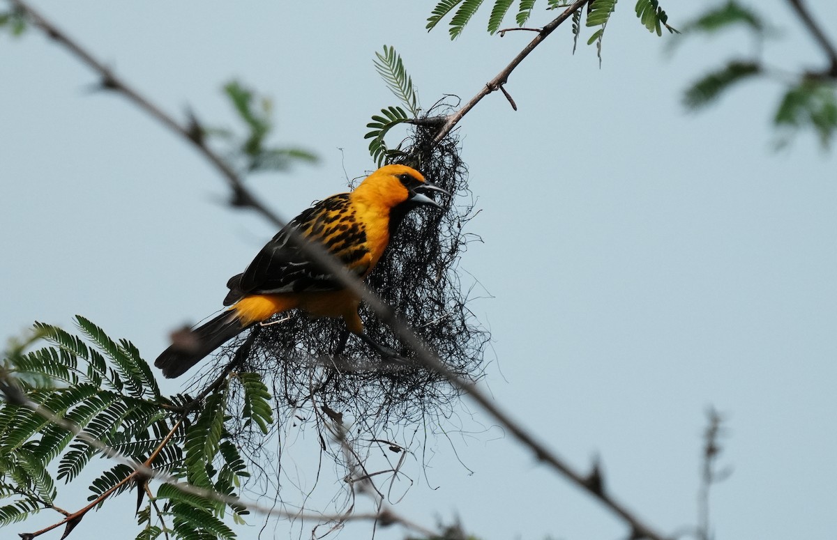 Streak-backed Oriole - ML640287135