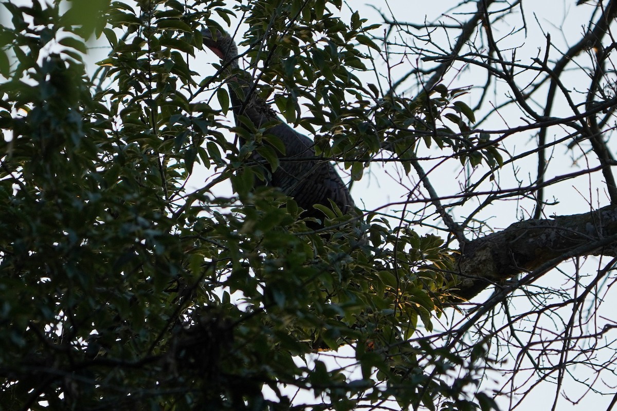 Wild Turkey - ML640287173