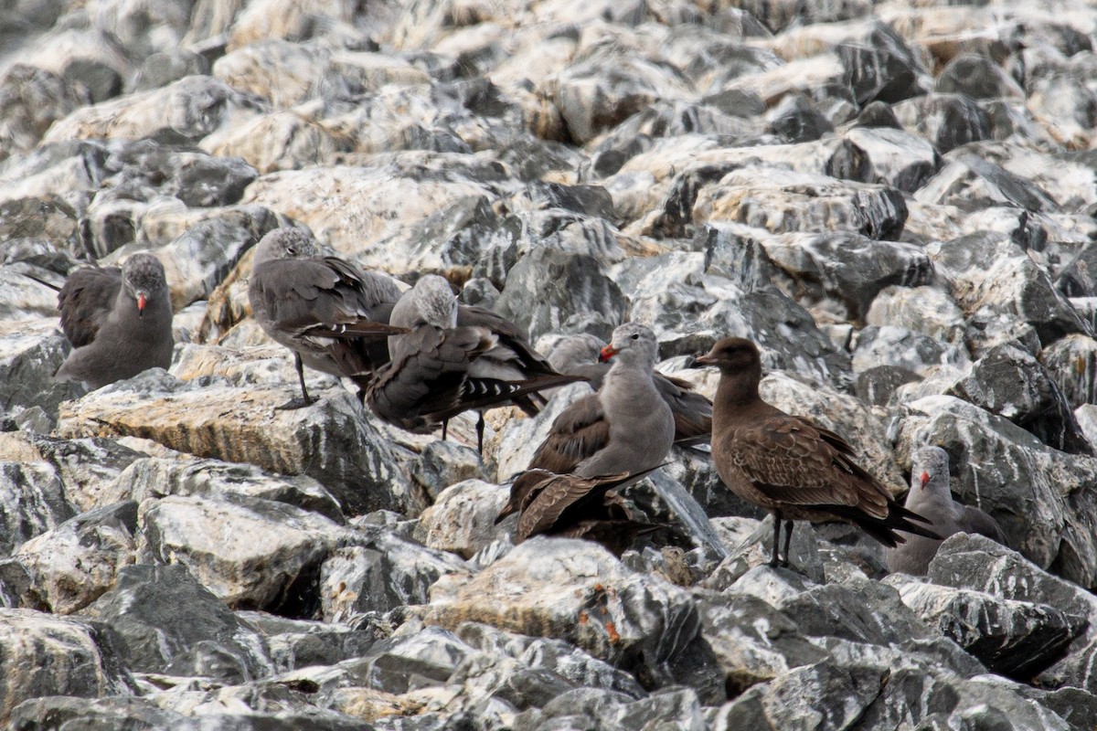 Heermann's Gull - ML640287195