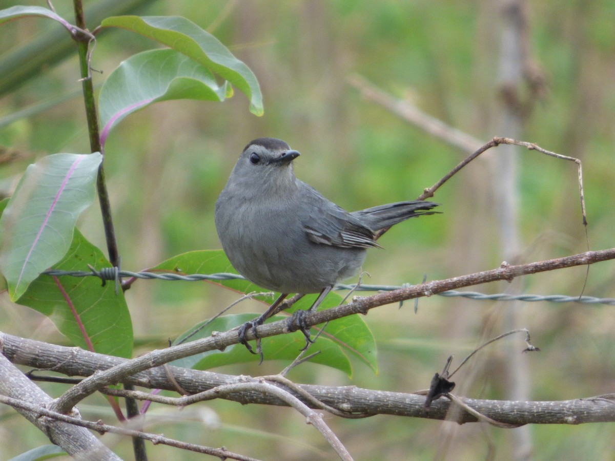 Pájaro Gato Gris - ML64028721