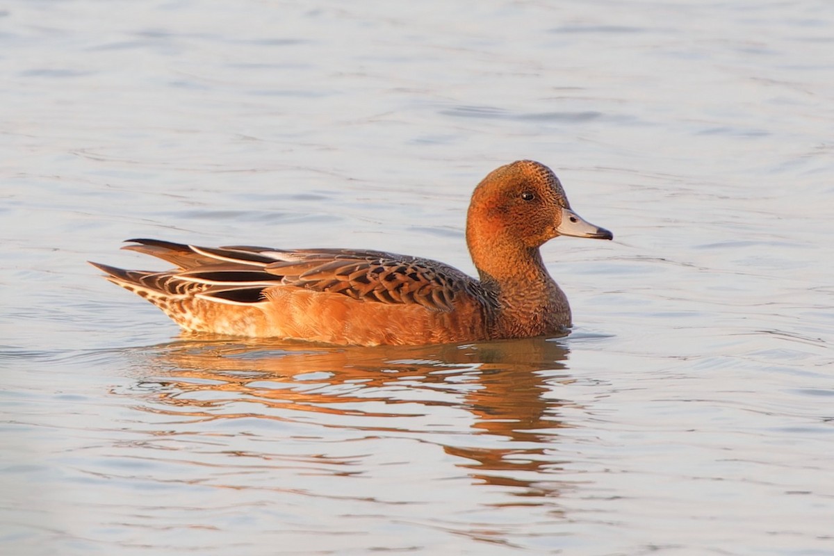 Canard siffleur - ML640287220