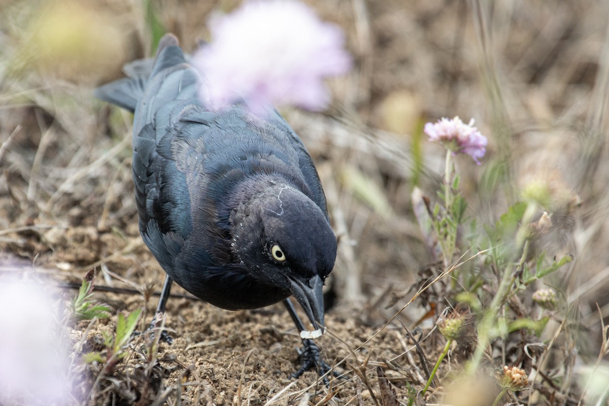 Brewer's Blackbird - ML640287228
