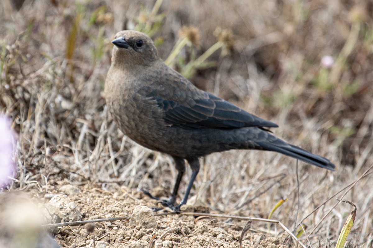 Brewer's Blackbird - ML640287229