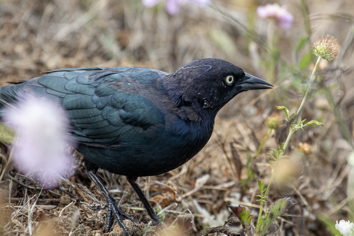 Brewer's Blackbird - ML640287230