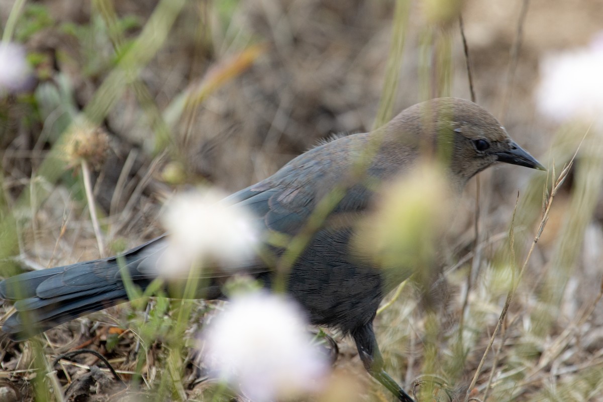 Brewer's Blackbird - ML640287231