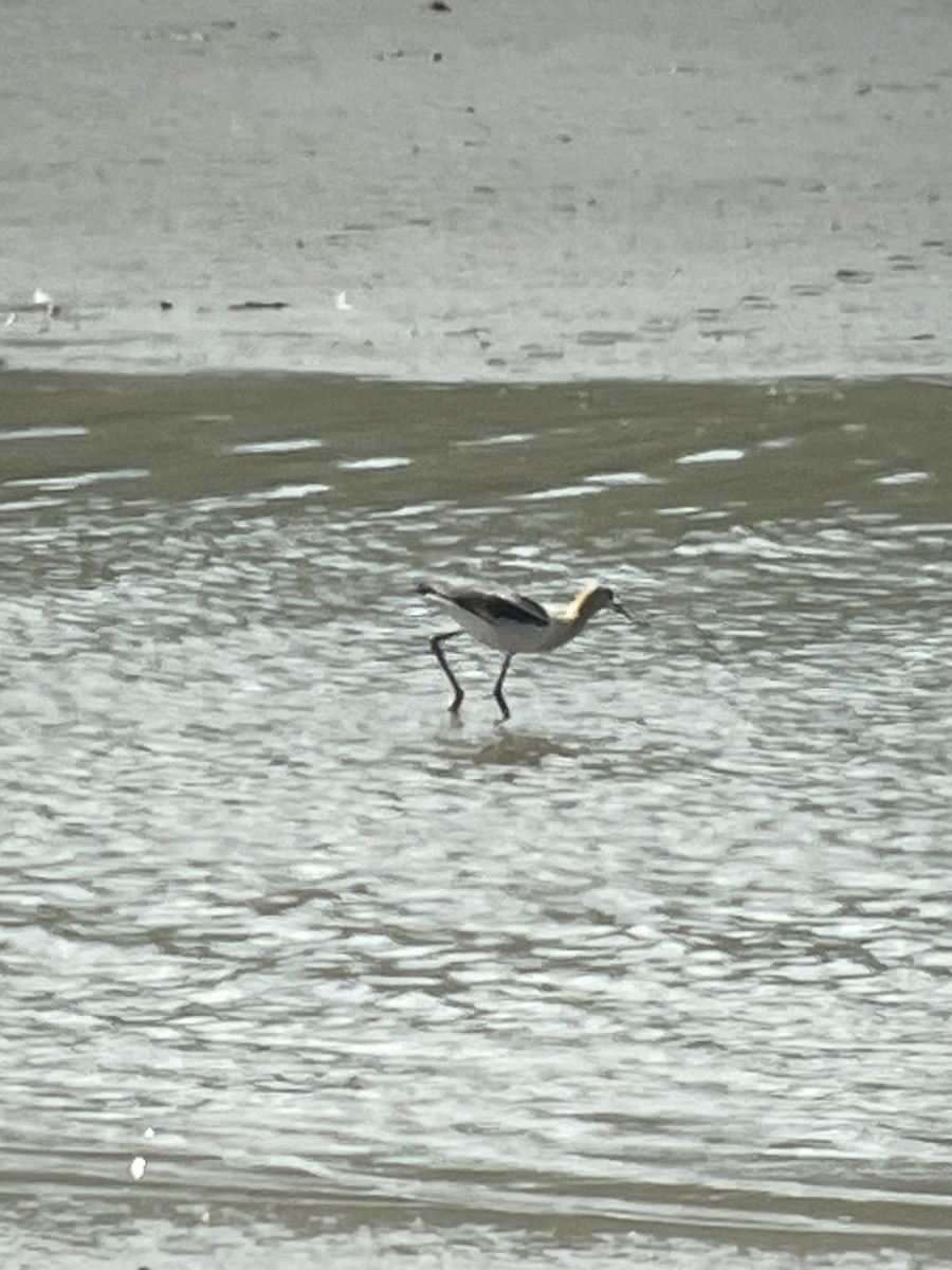 American Avocet - ML640287259