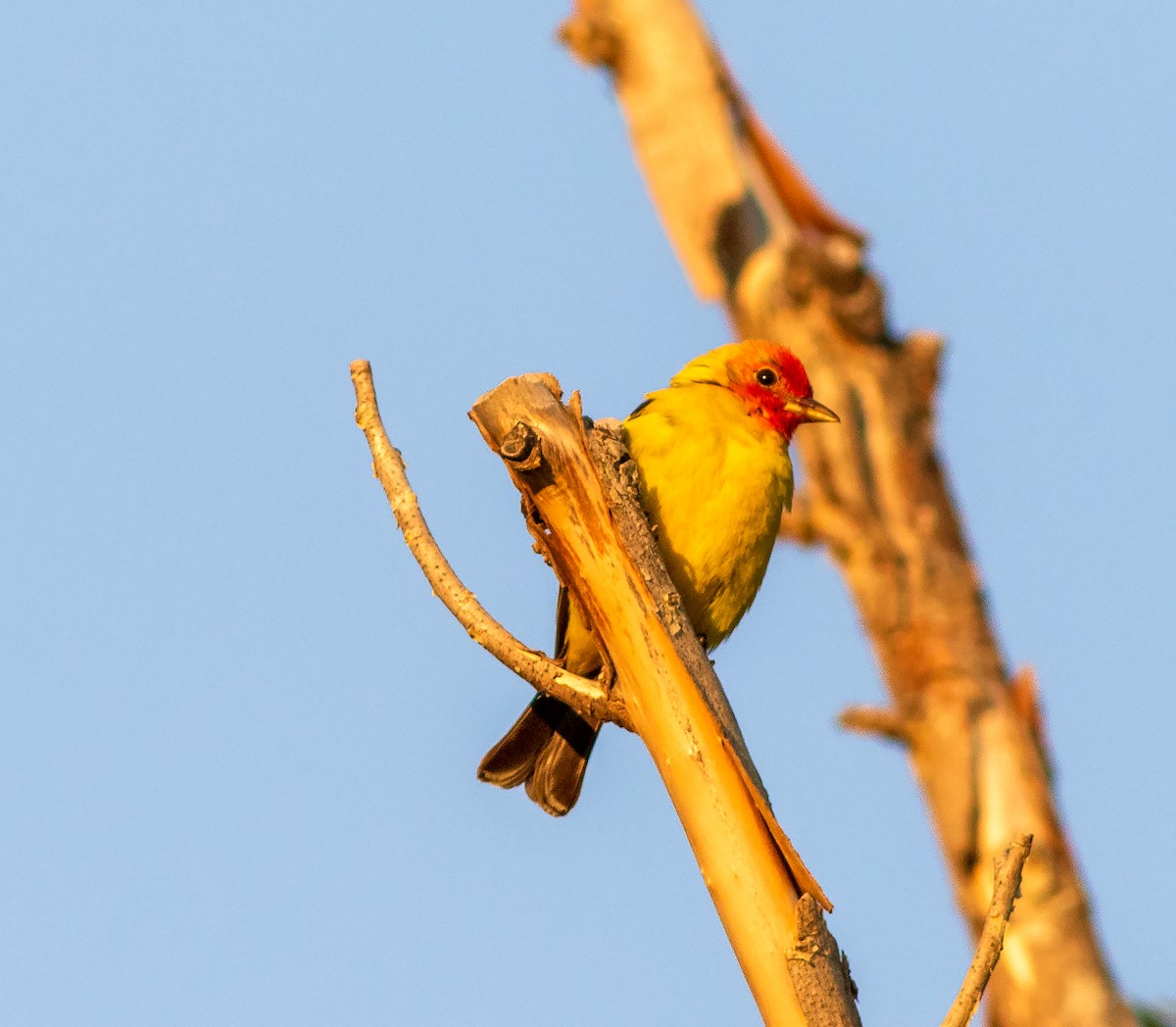 Western Tanager - ML640287260