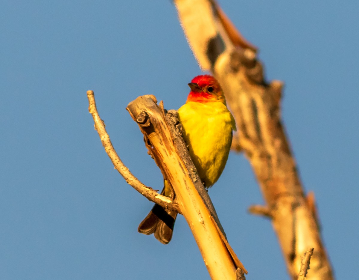 Western Tanager - ML640287261
